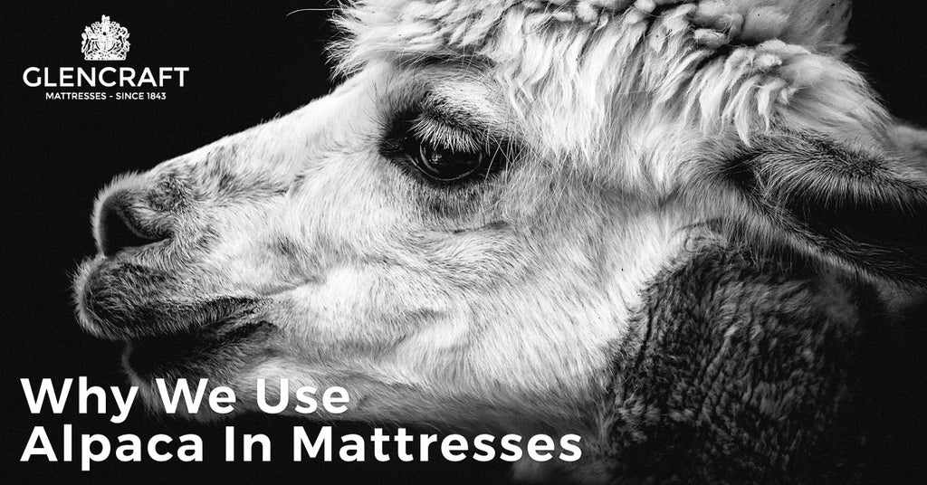 Using Alpaca In Mattresses